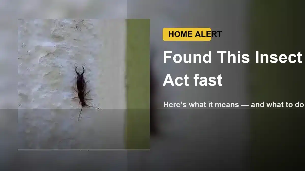Earwig in house on a white wall indoors