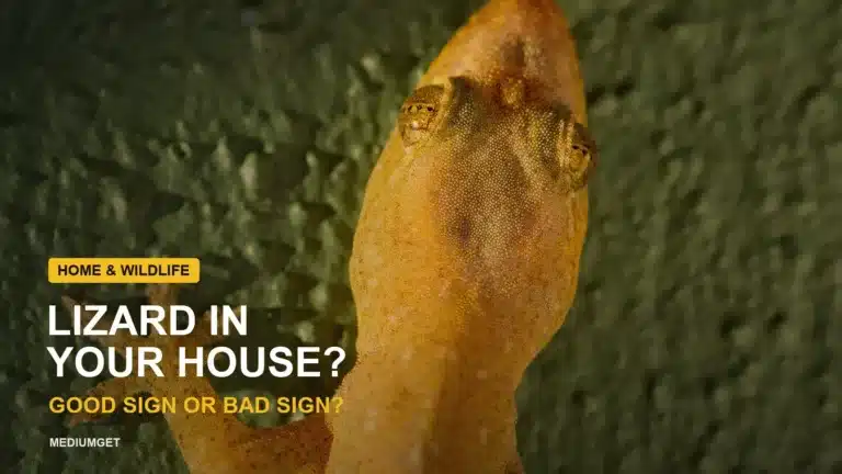 Lizard in Your House: Is It a Good or Bad Sign?